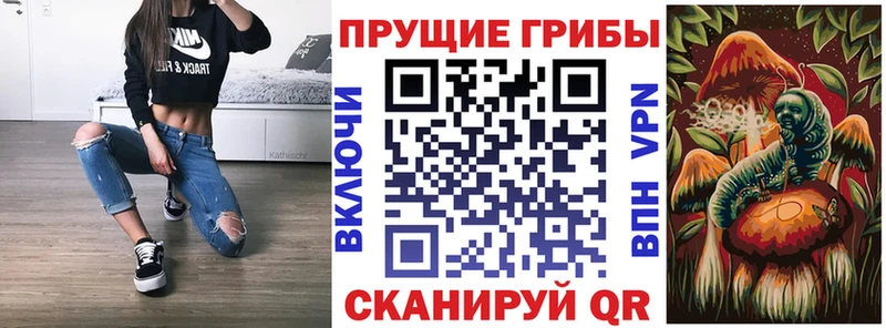 как найти   Черняховск  Псилоцибиновые грибы GOLDEN TEACHER 